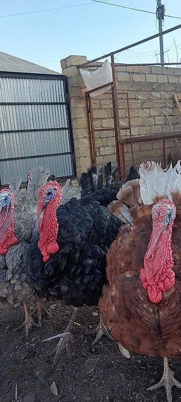 dovsan sekilleri: Hinduşka cücələri, Ətlik — 1