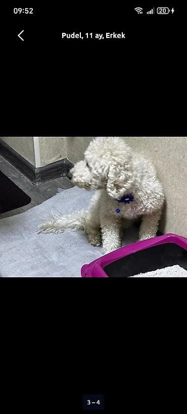 собак в добрые руки: Пудель, 11 месяцев, Самец — 4