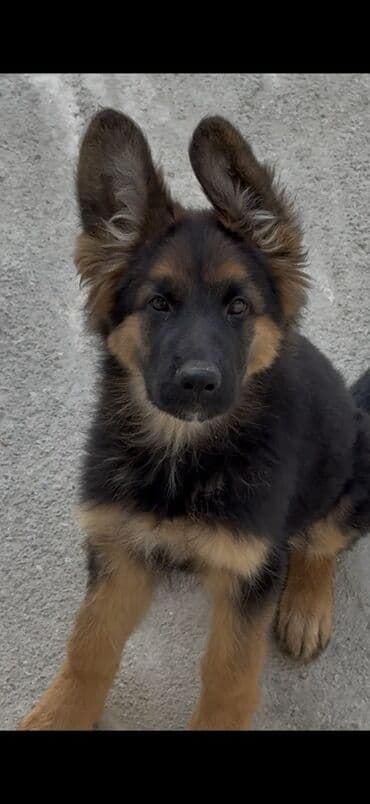 немецкие овчарки купить: Немецкая овчарка — 1