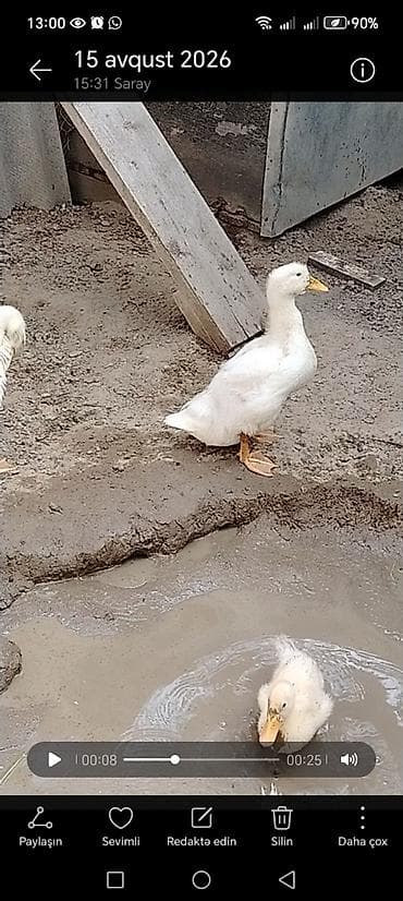 Erkək, | Kuban, Damazlıq, Ünvandan götürmə lalafo.az -da Erkək, | Kuban, Damazlıq, Ünvandan götürmə