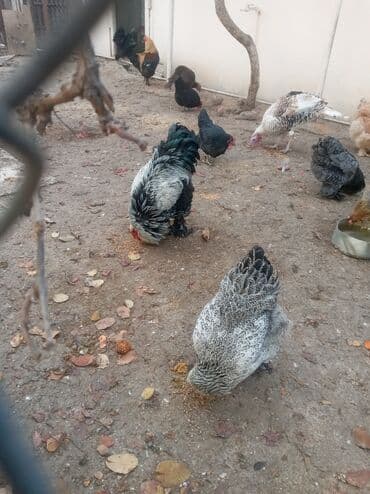 sultan toyuqlar: Toyuq, Brama, Damazlıq — 3