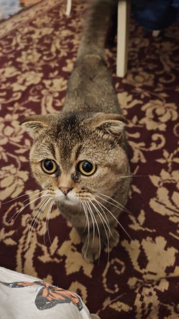 şotlant pisiyi: Şotland yastı qulaq — 6