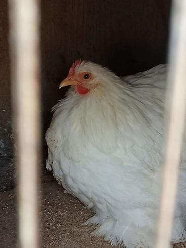 kuçinka toyuqları: Toyuq, Damazlıq — 1