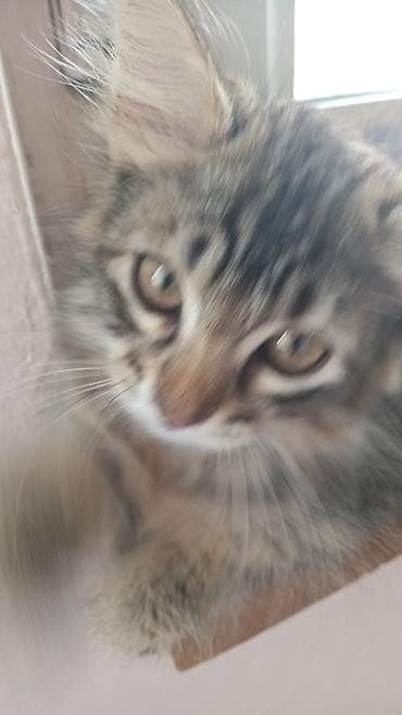 pisik cutlesdirme: Tabbi, Yaxşı əllərə — 7