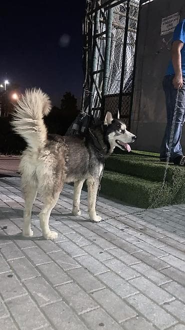 bala haski: Xaski, 4 il, Erkek, Peyvəndli — 2