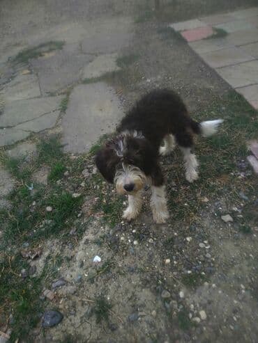 сколько стоит миниатюрный пудель: Пудель, 1 год, Самец, Самовывоз — 4