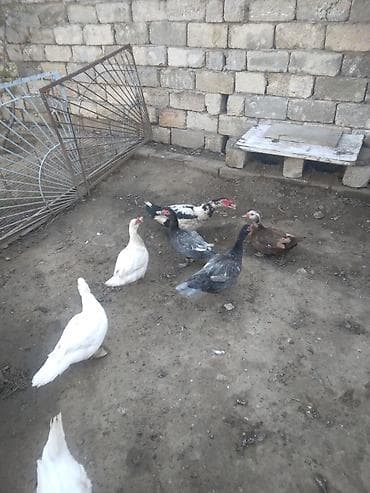 yuvalar: Musk ördəkləri və yumurtaları 1cutde lal ordek satilir cutu 50 azn - — 3