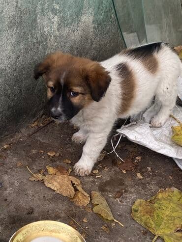 it cütləşdirmək: Belçika çoban iti, Erkek, Peyvəndli — 3