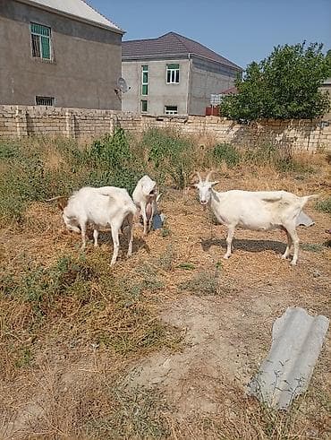 Südlük keçilər – 3 baş TAM SAF KAN MACAR SANEN KEÇİLERİ KULAKLARINDA — 6