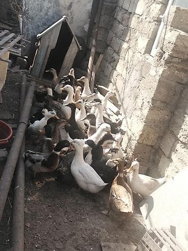 Salam Aleykum ördekler kom 16 azından satılır pekin kuban yaşılbas tek