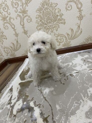 itle barter: Bişon Frize, 2 ay, Dişi, Ünvandan götürmə — 5