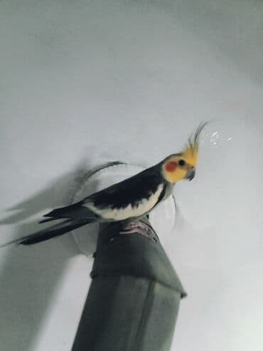 tap az sudluk inəklər: Məhsul: Nimfa tutuquşusu (Cockatiel) Təsvir: - Rəng: sarı baş və — 3