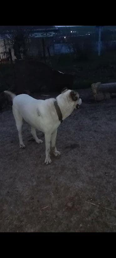 itlerin alisi: 1 ay, Erkek — 4