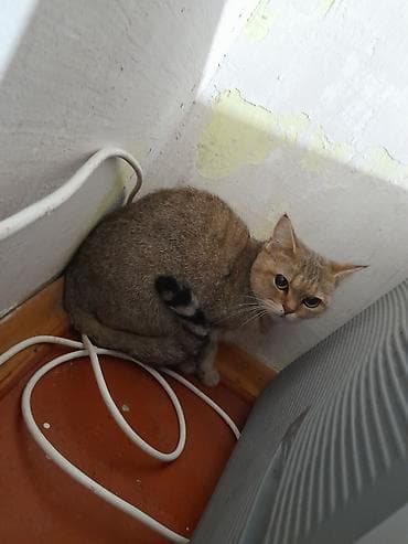 sari pisik: Qızıl şinşilla, Dişi, Yaxşı əllərə, Ödənişli çatdırılma — 1