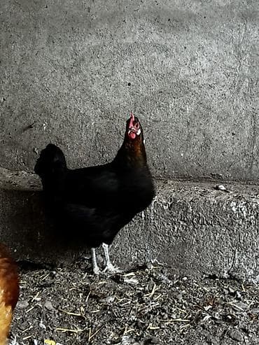 Курица, Для яиц — 4