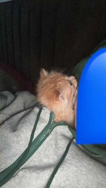 щенок в добрые руки: В добрые руки — 2