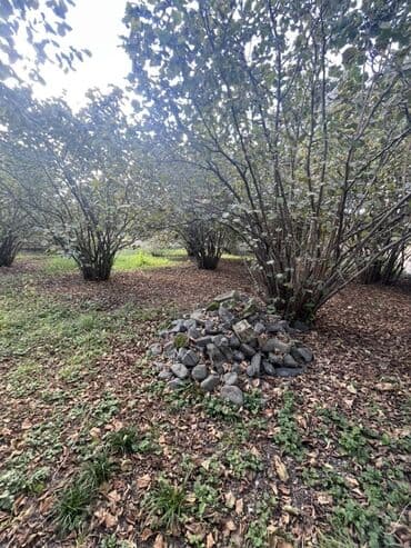 fatmayı torpaq: 10 sot, Mülkiyyətçi, Kupça (Çıxarış) — 5