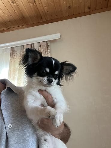 Heyvanlar: Çixuahua, 9 ay, Erkek, Peyvəndli, Ödənişli çatdırılma — 2