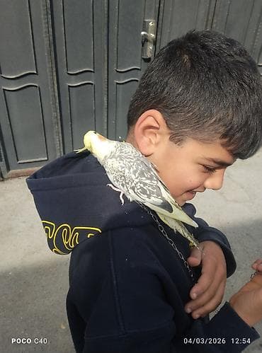 pisikler satilir: Fiko satişda 9 ayliq ruçnoy Nimfa (Cockatiel) – sarı çopkalı, boz-ağ — 4