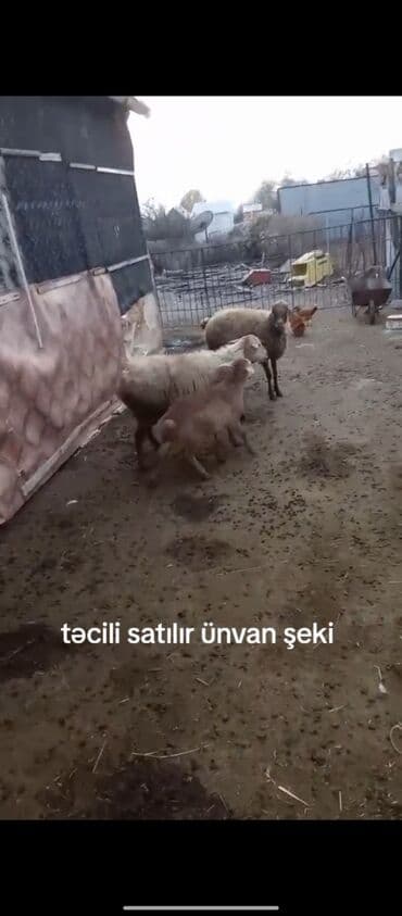 Qoyun və quzular satılır. - Növ: yerli qoyunlar (ana qoyunlar və