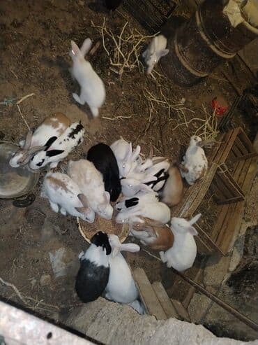 енот в баку купить: Satlıq dovşanlar – müxtəlif rəng və naxışlarda Məhsulun — 3