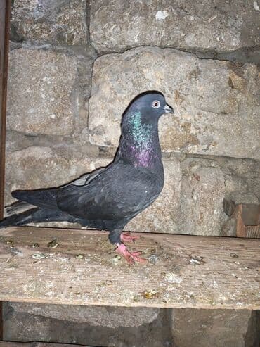 yasil bas ordek: Qara rəngdə göyərçin - Növ: ev göyərçini - Rəng: qara (boyun və — 6