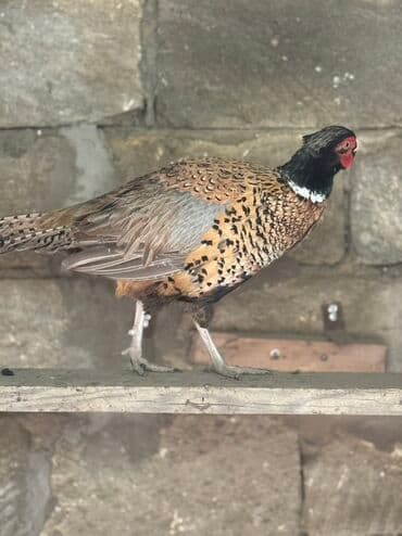 yapon xoruz: Xoruz, il: 1, Pulsuz çatdırılma — 6