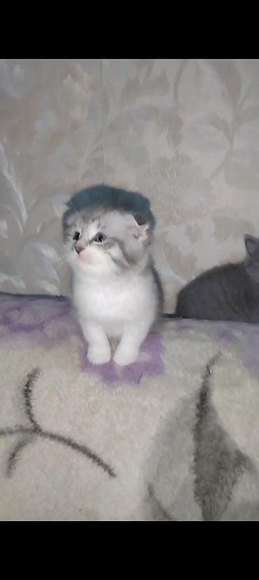 şotlanski pişik: Şotland, Erkək, Dişi, Yaxşı əllərə, Ünvandan götürmə — 4