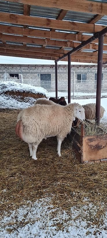 gozel pisik sekilleri: Heyvanlar satılır qoc balasız cavan qoyunlar 10 aylıg erkəy dişi — 6