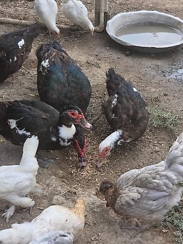 brama toyuqları: Курица, Для разведения, Самовывоз — 7