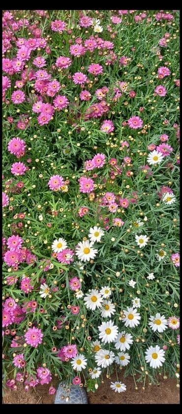 Seyflər: Margaret (Argyranthemum. papatiya frutescens) – dekorativ kol — 4