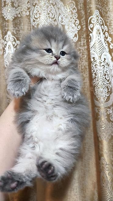 pisik sekileri: Tam sağlam və toppuş bala . Dişidir. qum tərbiyəsi var. Ana və ata — 3