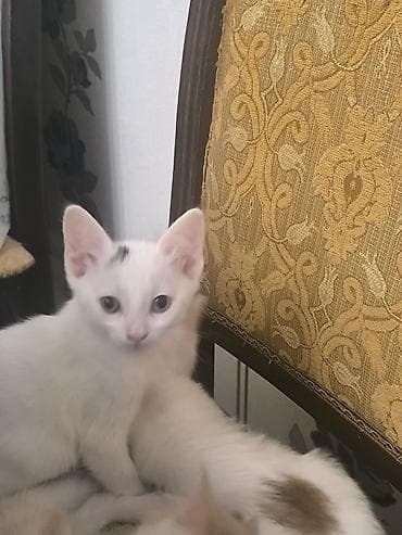 Van, Dişi, Yaxşı əllərə, Ünvandan götürmə lalafo.az -da Van, Dişi, Yaxşı əllərə, Ünvandan götürmə