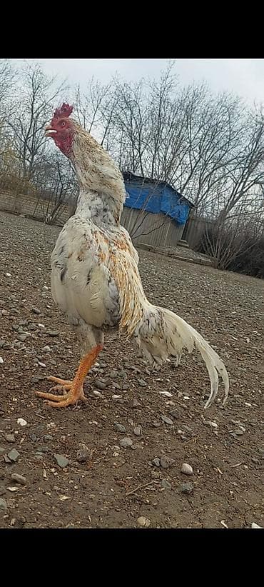 kənd toyuğu: Salam. Temiz plimut cinsi 8 ayliq beçə satilir. cox temiz cinsdi — 4