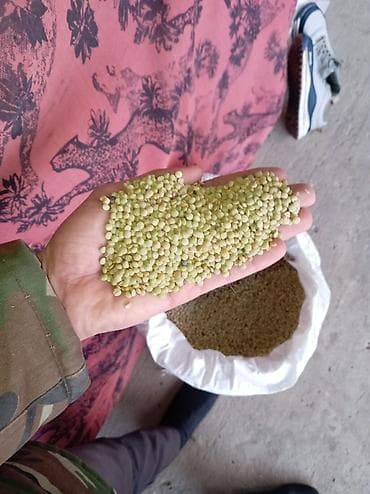 Ləpələr: Yaşıl mərci – təbii, ələnmiş, dənə ölçüsü bərabər - Növ: Yaşıl mərci — 2