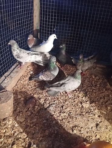 Птицы: Məhsul: Ev quşları – göyərçinlər (müxtəlif rəng və naxışlarda) — 1