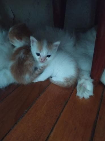 ucuz pudel: Məhsul: Balaca pişik balaları Təsvir: - Rənglər: ağ-narıncı və tam — 9