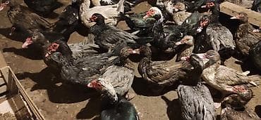 ordek qaz: - Növ: Lal ördək, amerikan sortu - Rənglər: tünd, ağ və qəhvəyi — 9