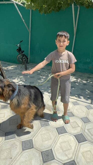 iti qovan: Alman çoban iti, 1 il, Dişi, Peyvəndli — 5
