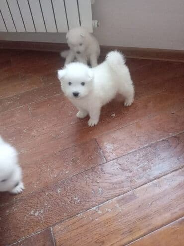 it pulsuz: Samoyed, 2 ay, Erkek, Pulsuz çatdırılma — 5