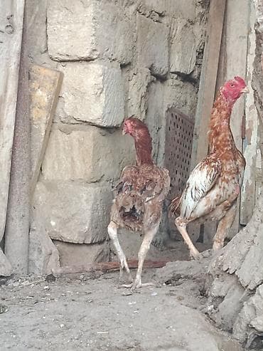 Toyuq cücələri, Damazlıq