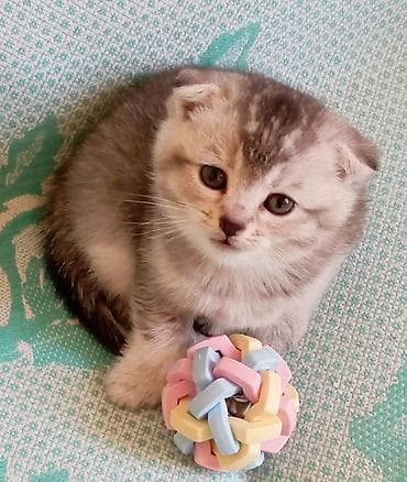 heyvan: Scottish Fold balaları - Cins: Scottish Fold (bükük qulaqlı) və düz — 2