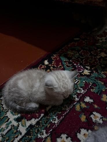 sican sekili: Şotland yastı qulaq, Dişi, Yaxşı əllərə, Ünvandan götürmə — 8