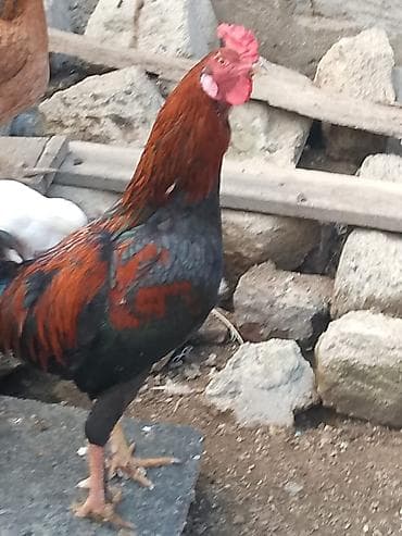 hind quwu: Döyüşkən xoruz 50 azn vəya 4fərə ilə barter ciddi alıcıyla razılaşmaq — 1