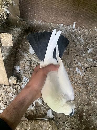 kanada sortu hinduska: Manax sortudu. Mayadı.
Şirvan — 2