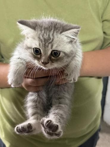pisik cantası: Tabbi — 7