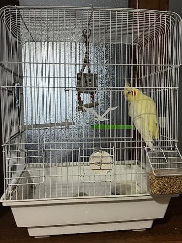 Tutuquşları: Salam Karella Papuqayi Satlir🦜 Dişi Dir 1yaş♀️ Qefes Usdunde — 2