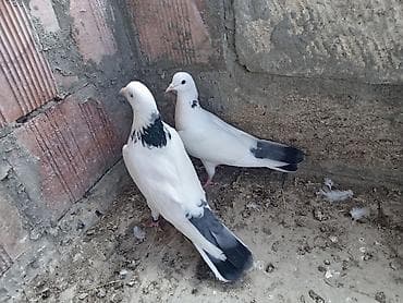 Goyboyun goyquyruglar hazır cut altdarında yumurtası var onuda deyimki