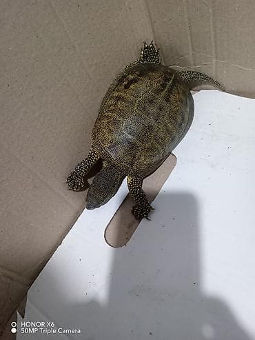 heyvan evləri: Quru‑suda yaşayan tısbağa (göllük/su tısbağası tipli) - Növ: yarı su — 6