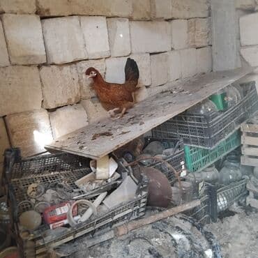 cins inekler: Toyuq, Yumurtalıq — 1